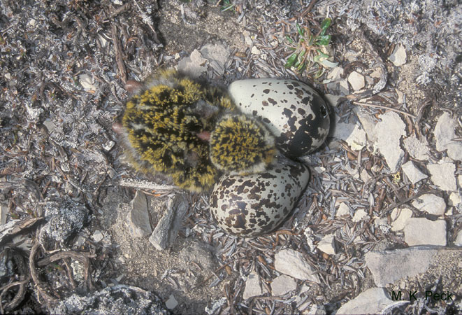 Photo (13): American Golden-Plover