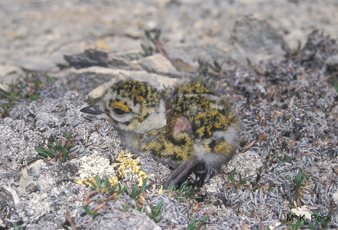 Photo (14): American Golden-Plover