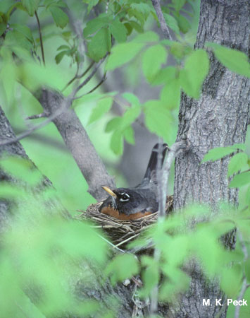 Photo (24): American Robin