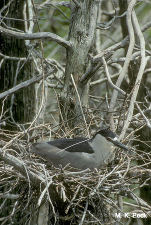 Photo (19): Black-crowned Night-Heron