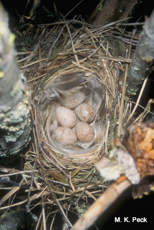 Photo (23): Blackpoll Warbler