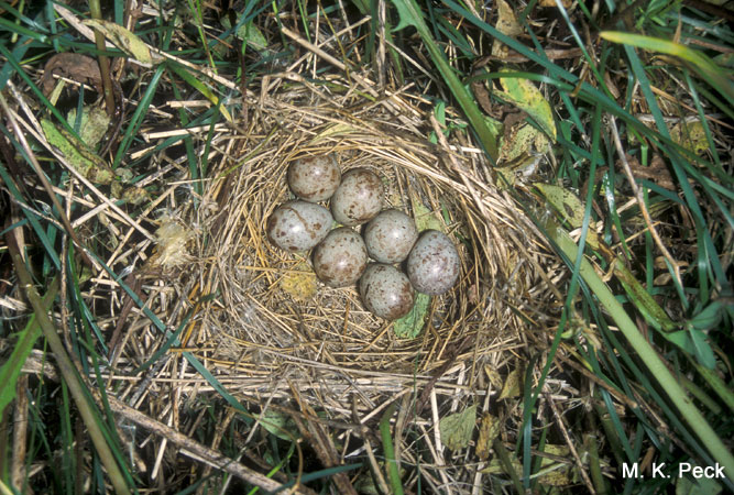 Photo (24): Bobolink