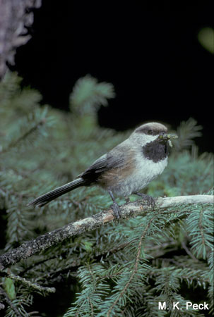 Photo (6): Boreal Chickadee