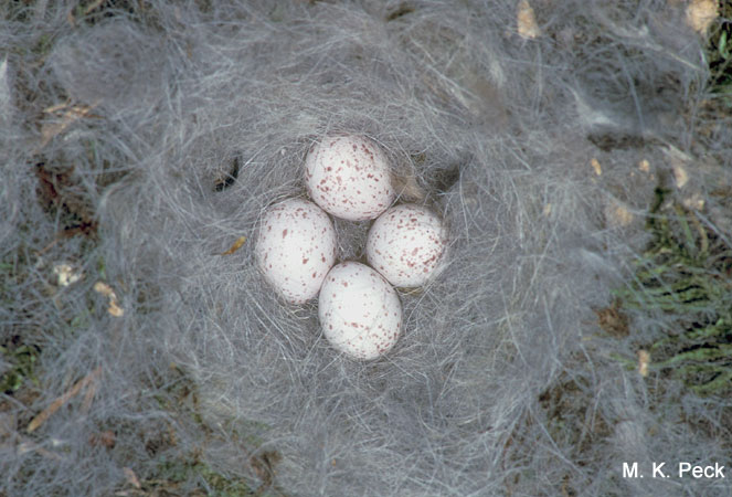 Photo (8): Boreal Chickadee