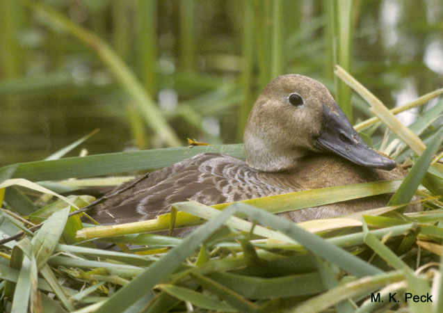 Photo (17): Canvasback