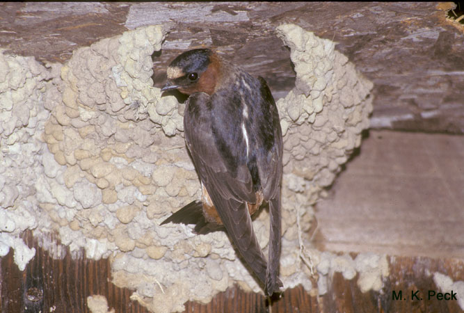 Photo (13): Cliff Swallow