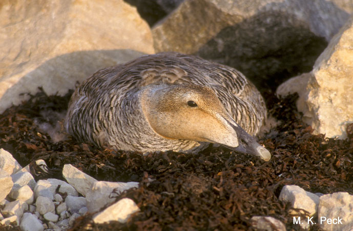 Photo (7): Common Eider
