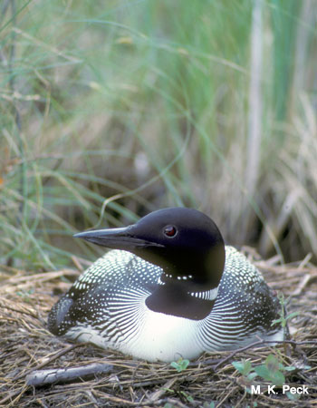 Photo (16): Common Loon