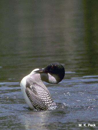 Photo (8): Common Loon