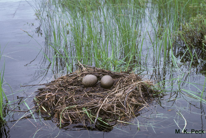 Photo (19): Common Loon