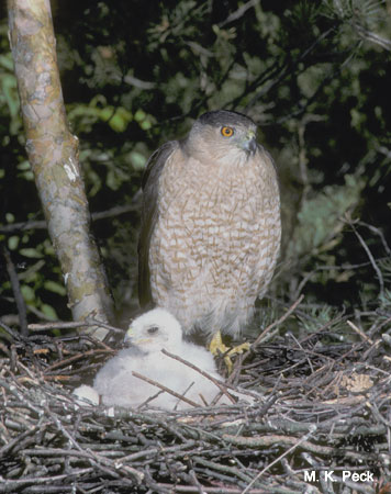 Photo (24): Cooper's Hawk