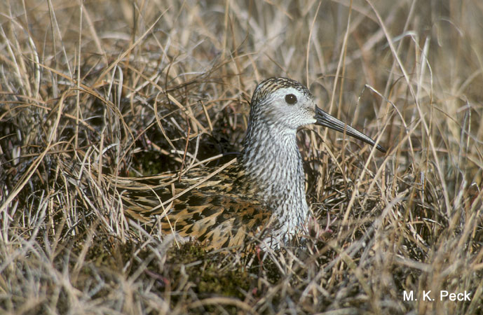 Photo (9): Dunlin