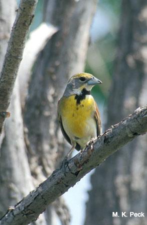 Photo (11): Dickcissel