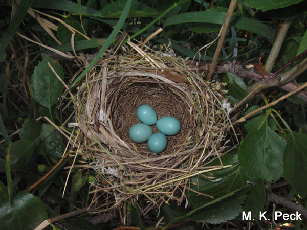 Photo (19): Dickcissel