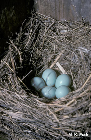Photo (31): Eastern Bluebird