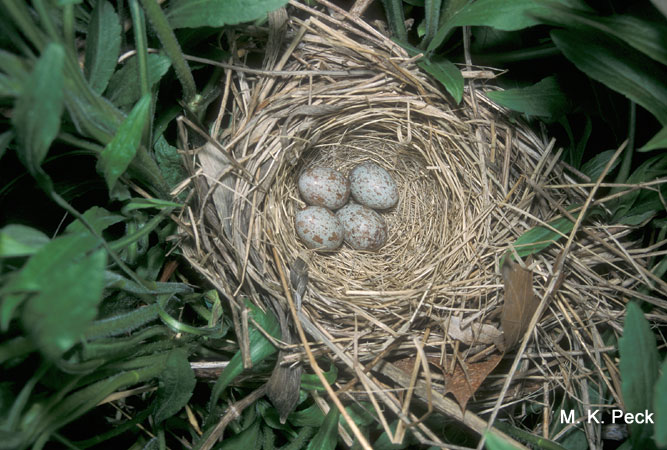 Photo (9): Field Sparrow