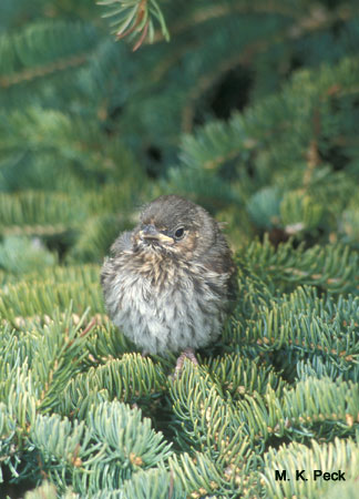 Photo (17): Fox Sparrow