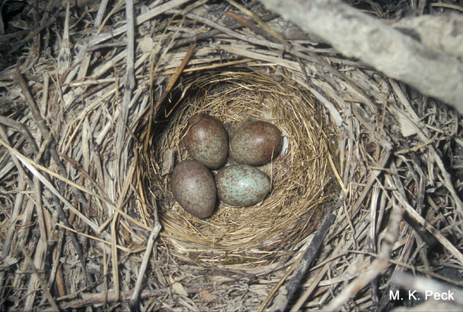 Photo (18): Fox Sparrow