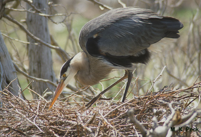 Photo (23): Great Blue Heron