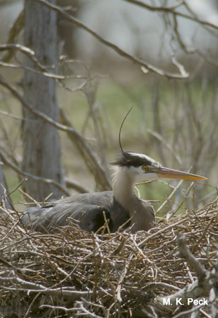 Photo (21): Great Blue Heron