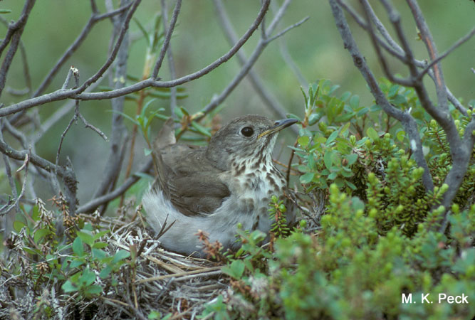Photo (12): Gray-cheeked Thrush