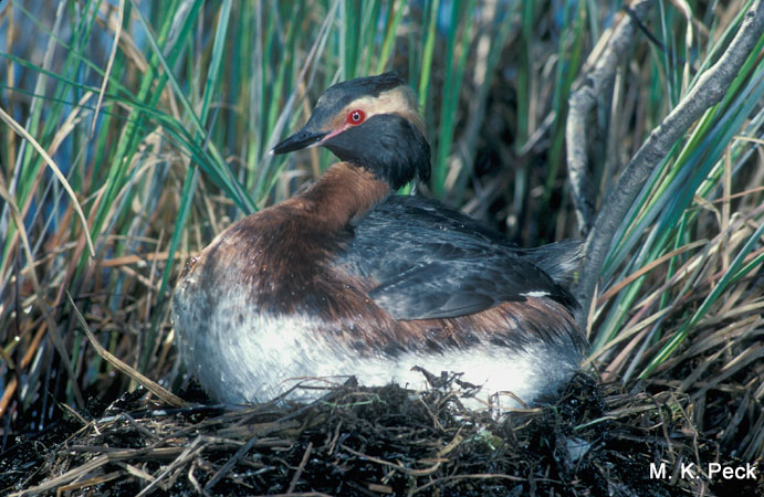 Photo (10): Horned Grebe