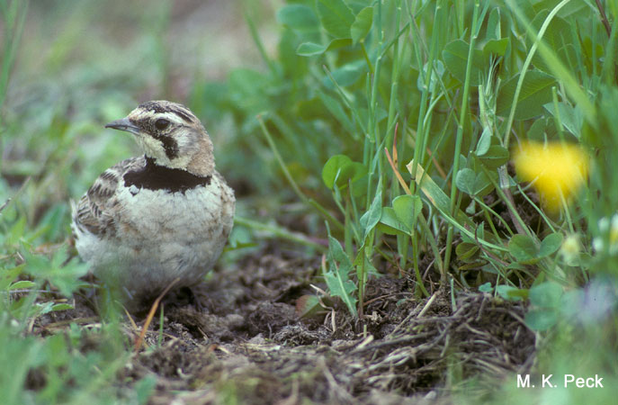 Photo (4): Horned Lark