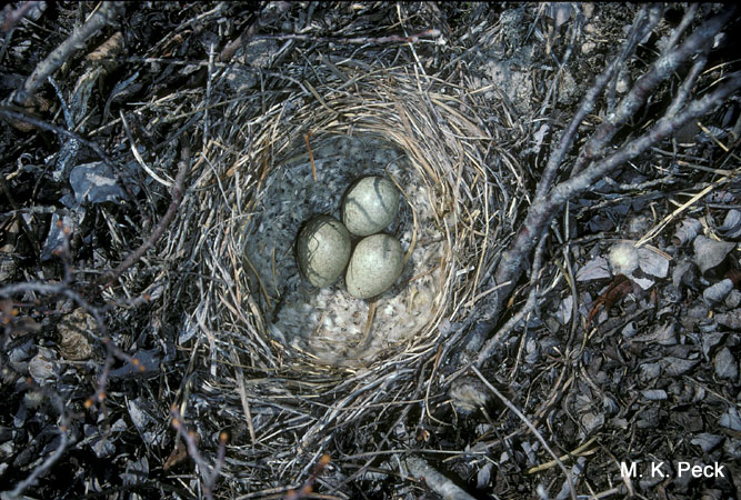 Photo (25): Horned Lark