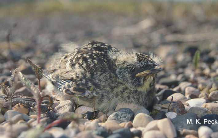 Photo (24): Horned Lark