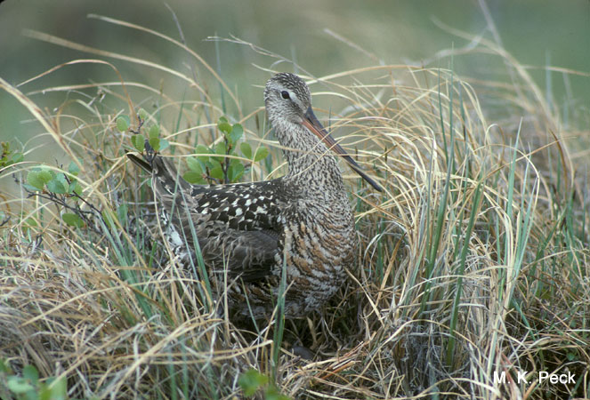 Photo (18): Hudsonian Godwit