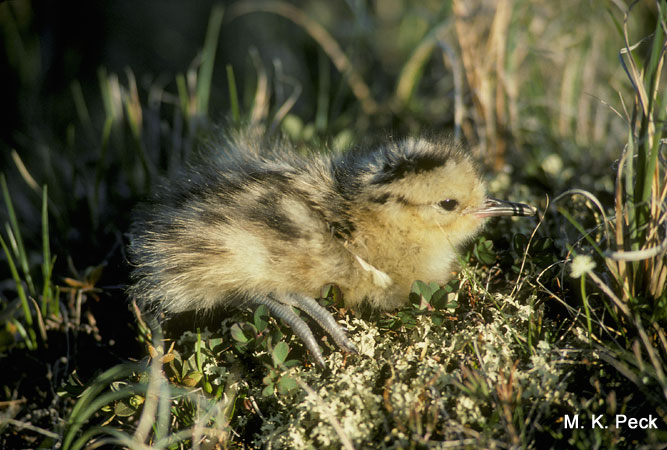Photo (20): Hudsonian Godwit