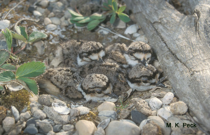 Image (21): Pluvier kildir