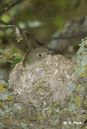 Photo (21): Least Flycatcher