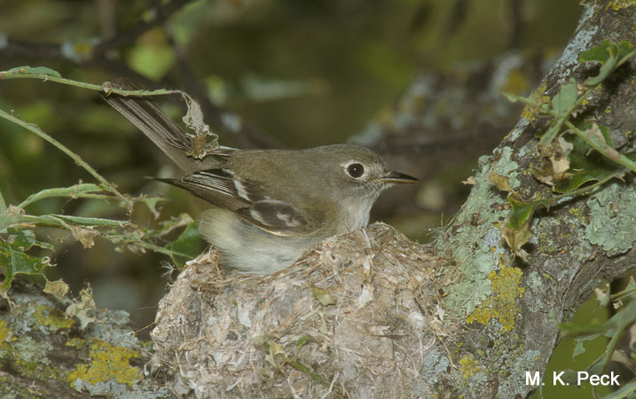 Photo (22): Least Flycatcher