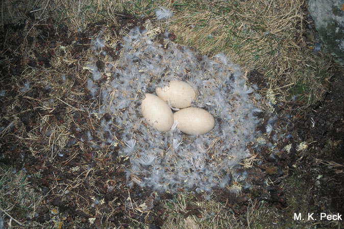 Photo (25): Snow Goose
