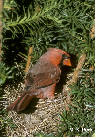 Photo (22): Northern Cardinal