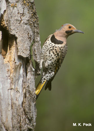 Photo (28): Northern Flicker
