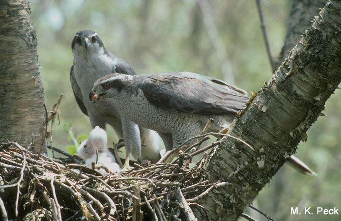 Photo (8): Northern Goshawk