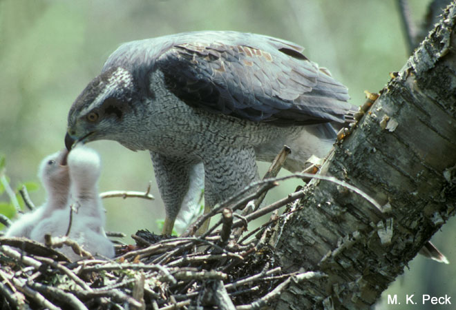 Photo (9): Northern Goshawk