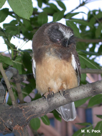 Photo (11): Northern Saw-whet Owl
