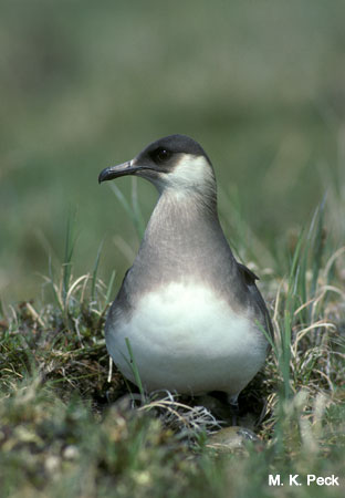 Photo (15): Parasitic Jaeger