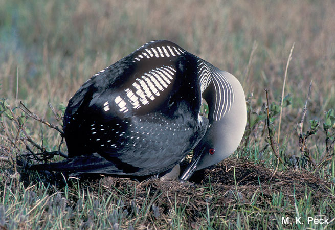 Photo (6): Pacific Loon
