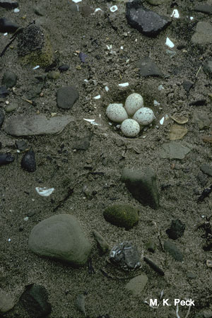 Photo (23): Piping Plover
