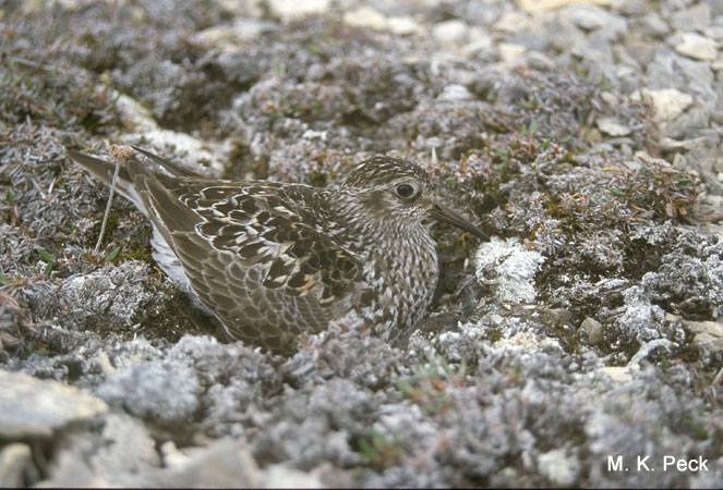 Photo (13): Purple Sandpiper