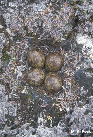 Photo (14): Purple Sandpiper