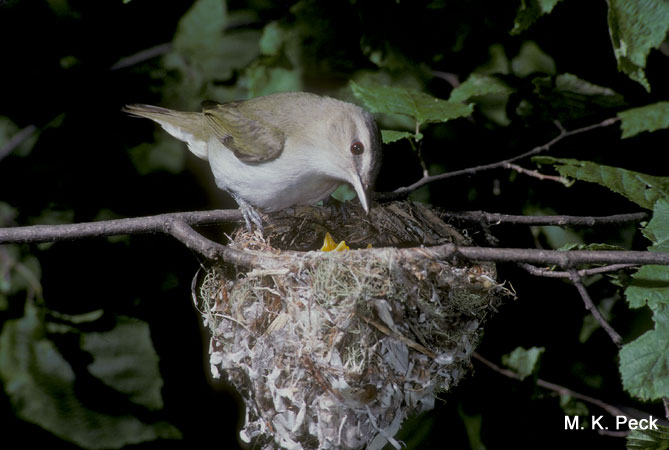 Photo (24): Red-eyed Vireo