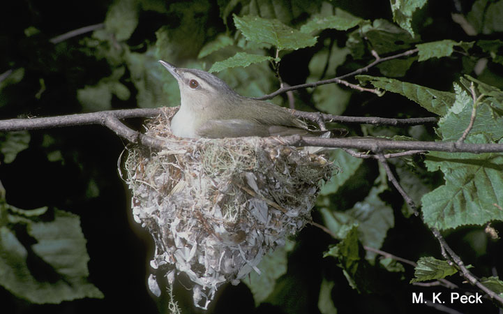 Photo (23): Red-eyed Vireo