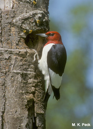 Photo (7): Red-headed Woodpecker