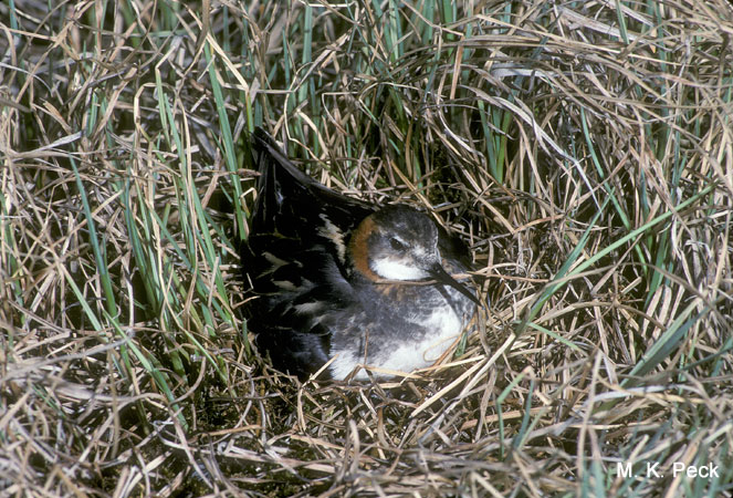 Photo (20): Red-necked Phalarope