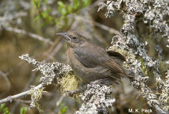 Photo (18): Rusty Blackbird